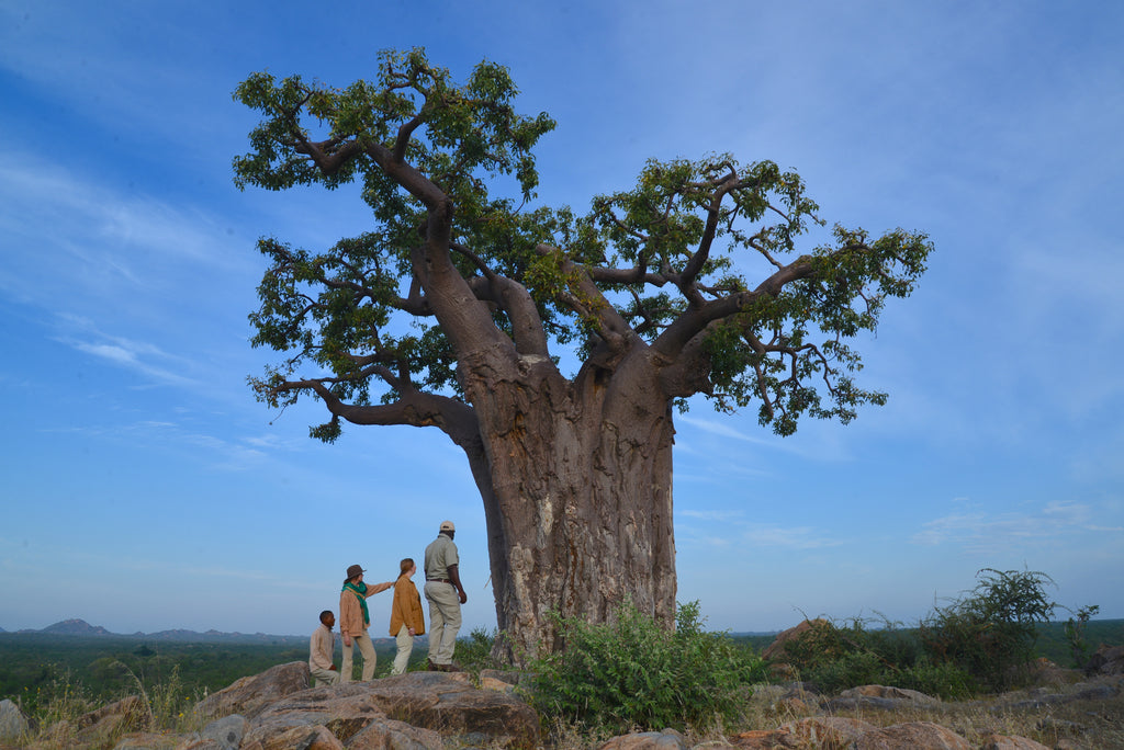 Game walks in the 'land of giants'