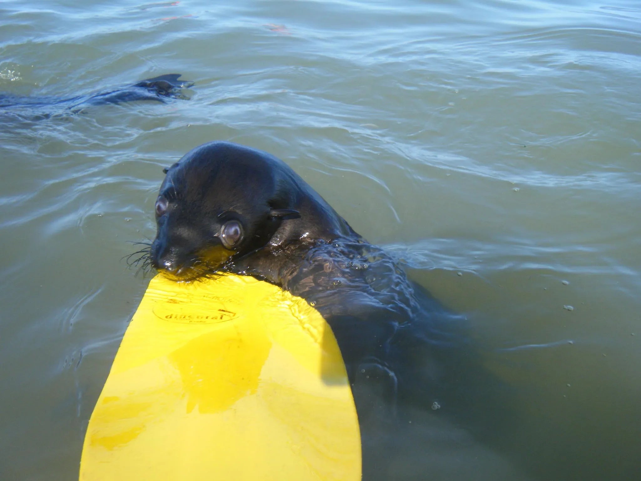 Pelican Point Kayaking 05 at Pelican Point Kayaking, Walvis Bay, Namibia.