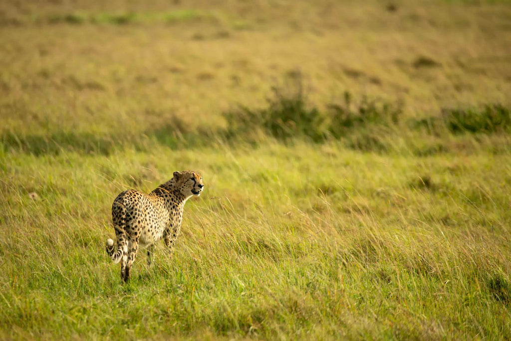 Ubuntu Camp - Cheetah at Ubuntu Migration Camp - North (June - Nov), Northern Serengeti, Tanzania.