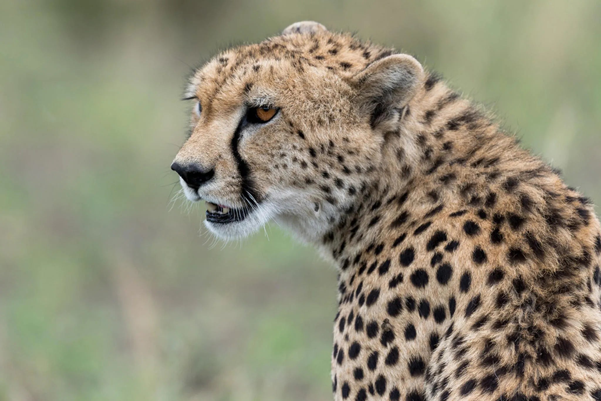 Ubuntu Camp - Cheetah at Ubuntu Migration Camp - North (June - Nov), Northern Serengeti, Tanzania.