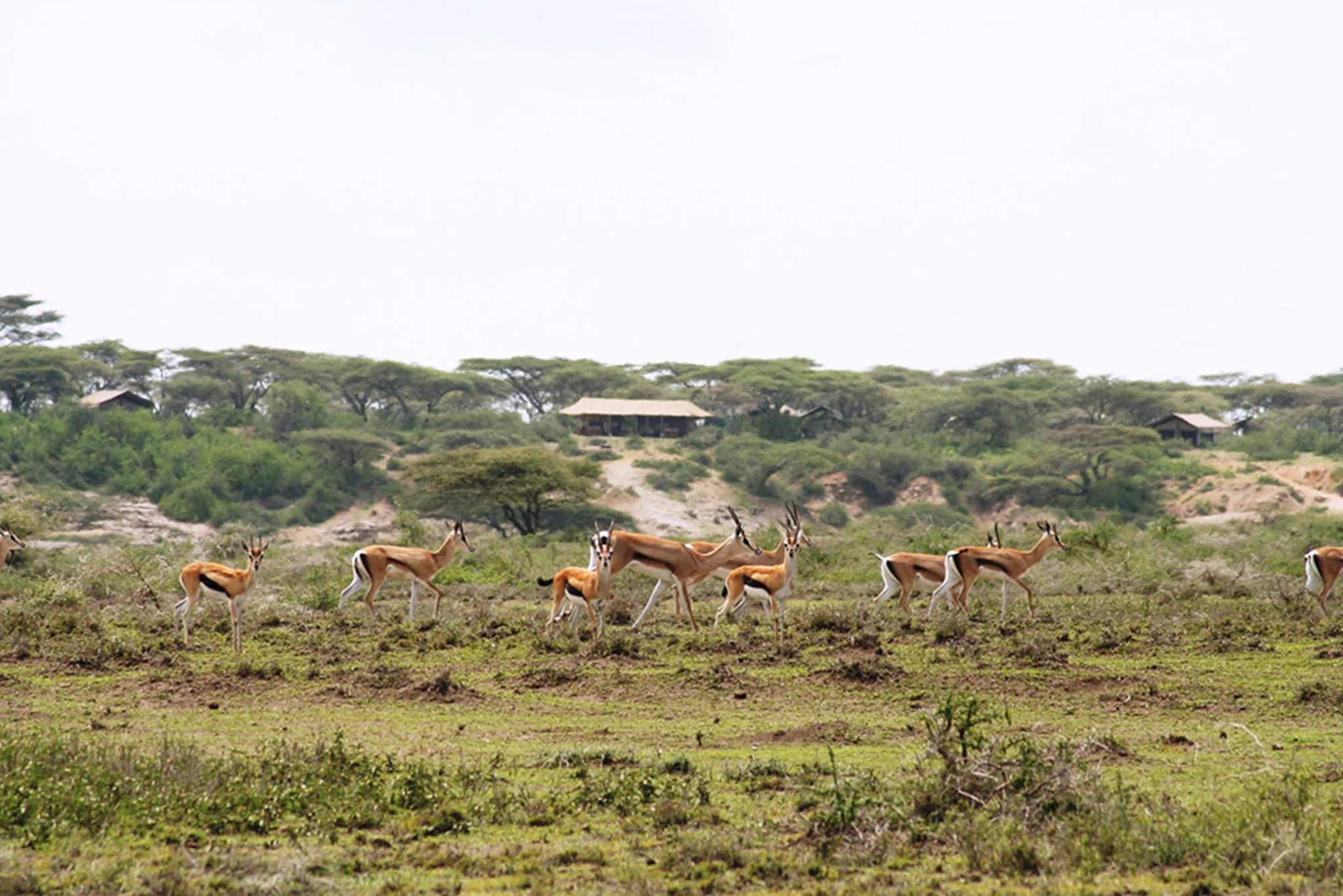 Ubuntu Camp - Impala at Ubuntu Migration Camp - North (June - Nov), Northern Serengeti, Tanzania.
