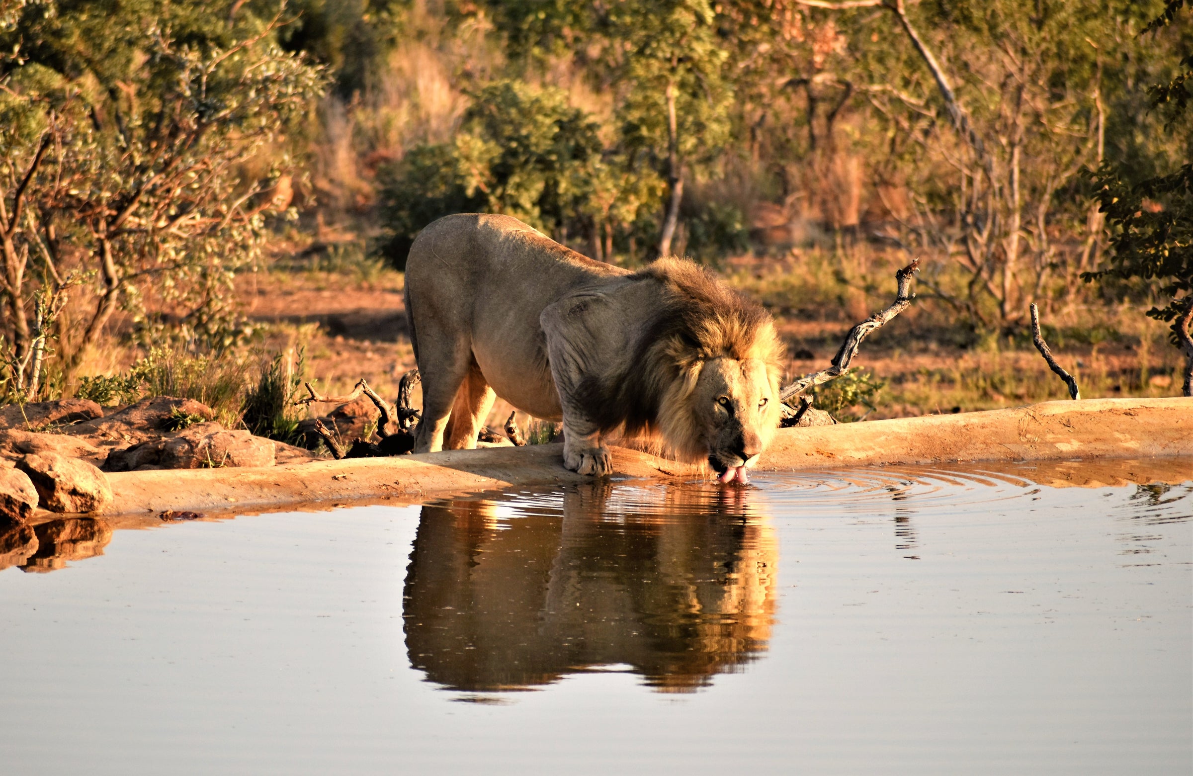 Welgevonden Game Reserve