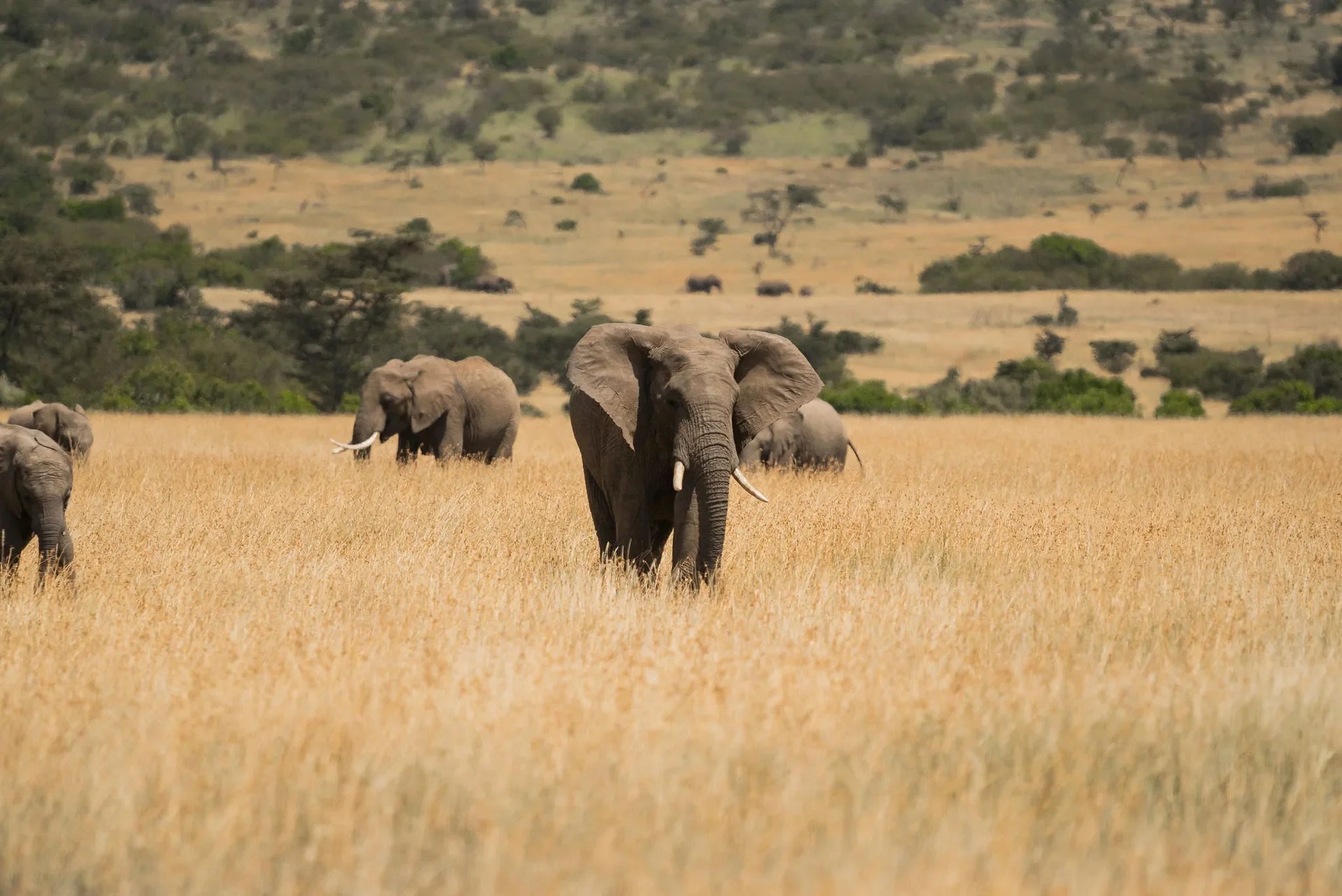 Naboisho Camp - Herd of elephants at Naboisho, Mara Naboisho Conservancy, Kenya.