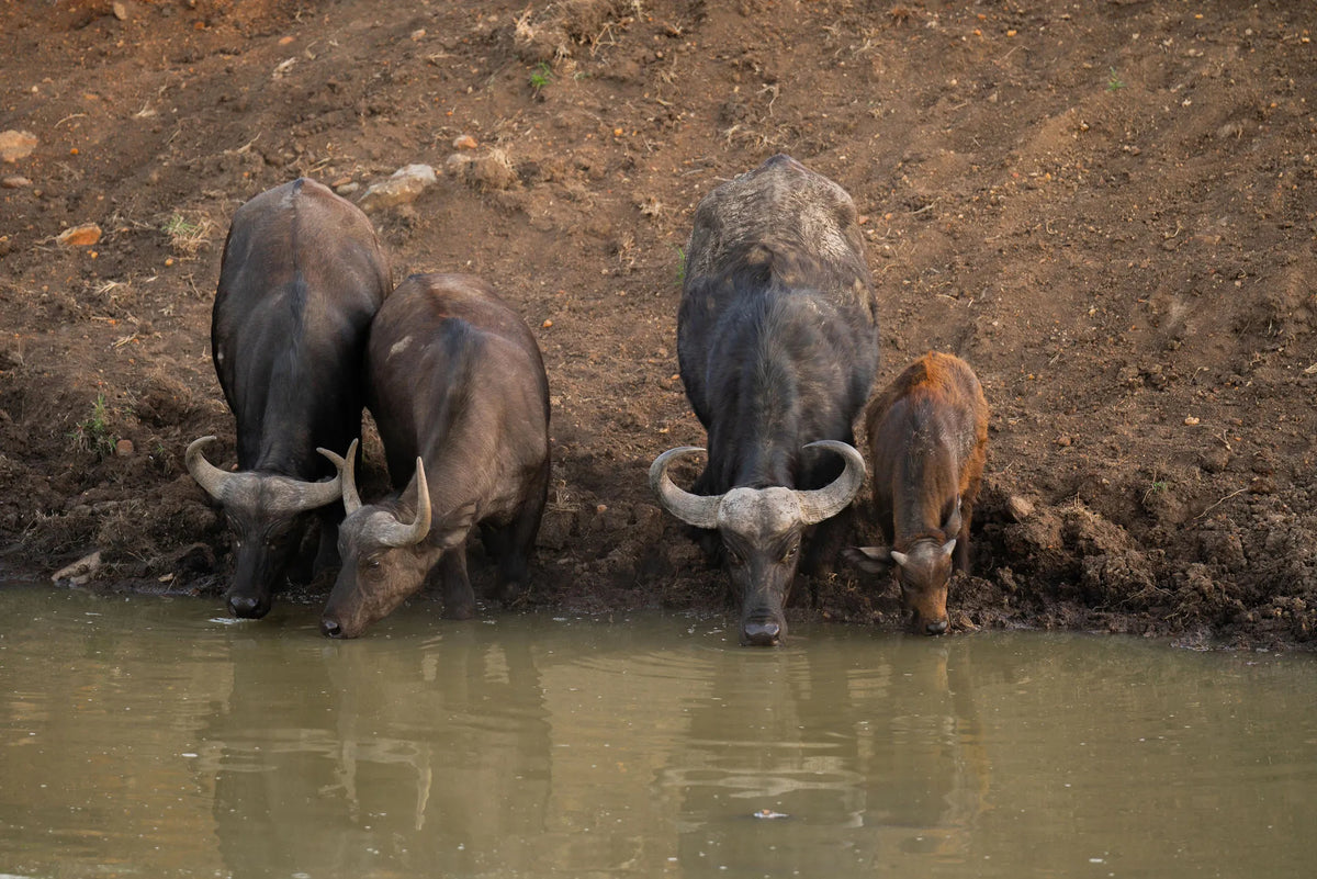 Naboisho Camp - Wildebeests at the watering hole at Naboisho, Mara Naboisho Conservancy, Kenya.