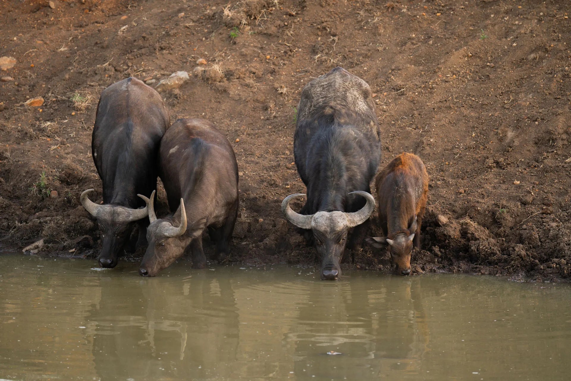 Naboisho Camp - Wildebeests at the watering hole at Naboisho, Mara Naboisho Conservancy, Kenya.