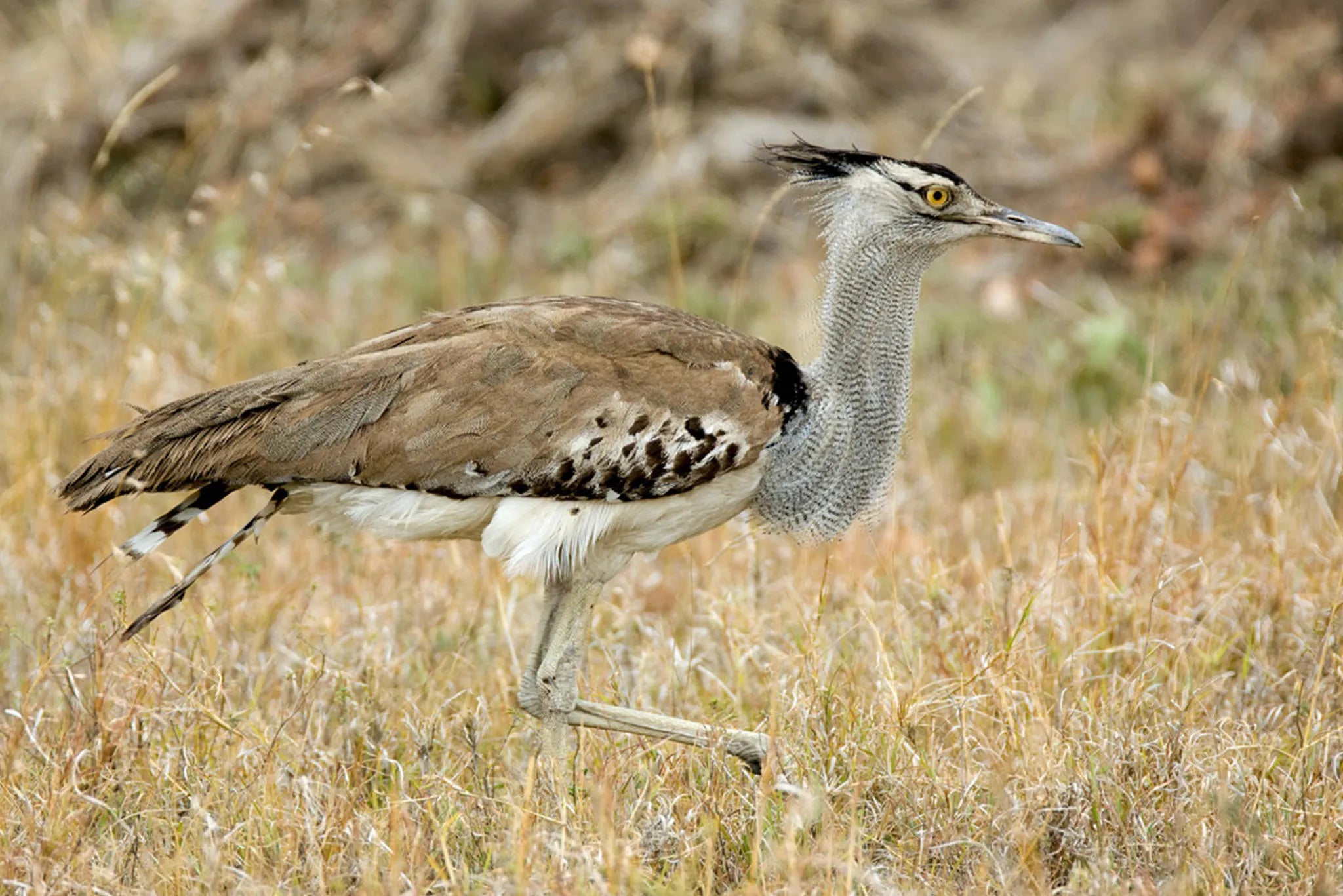 Olakira Camp - Bird at Olakira Migration Camp - South (Dec - Mar), Ndutu, Tanzania.