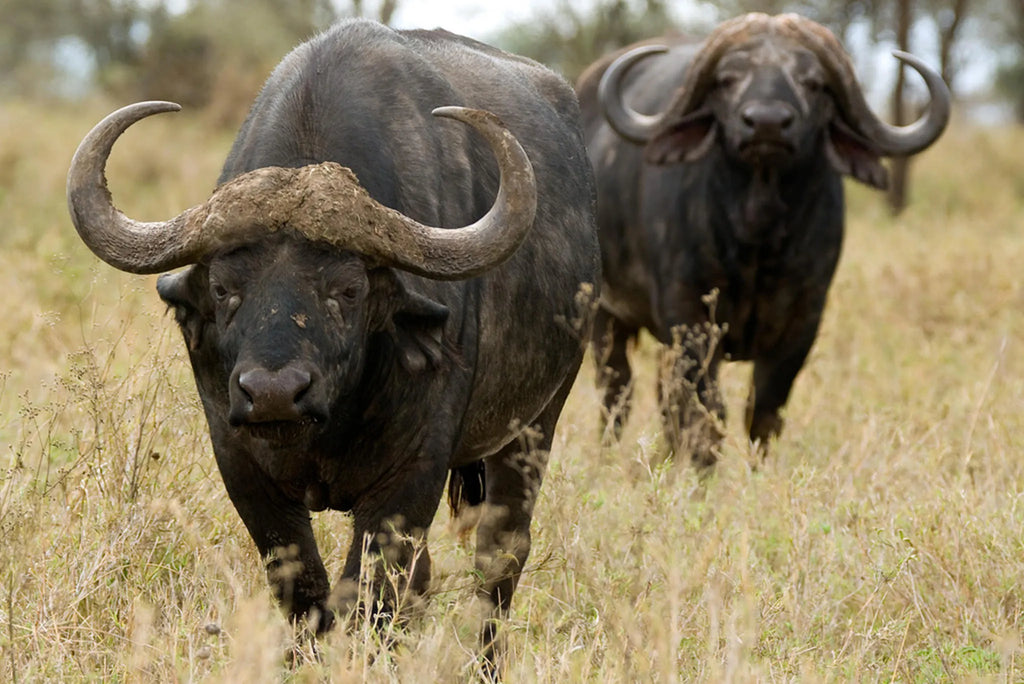 Olakira Camp - Buffalo at Olakira Migration Camp - South (Dec - Mar), Ndutu, Tanzania.