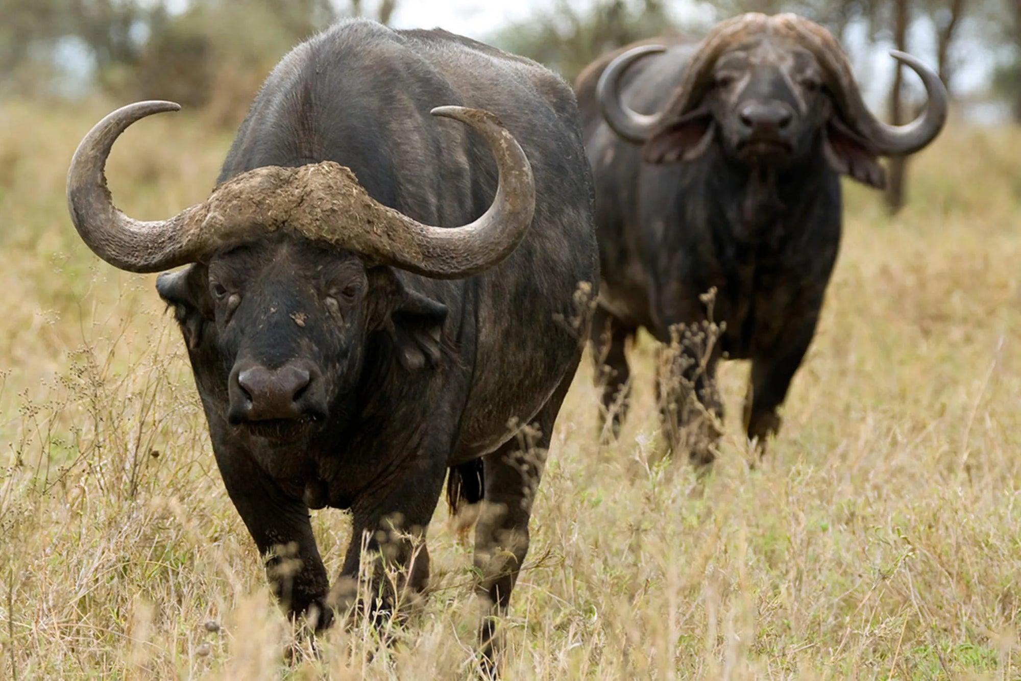 Olakira Camp - Buffalo at Olakira Migration Camp - South (Dec - Mar), Ndutu, Tanzania.