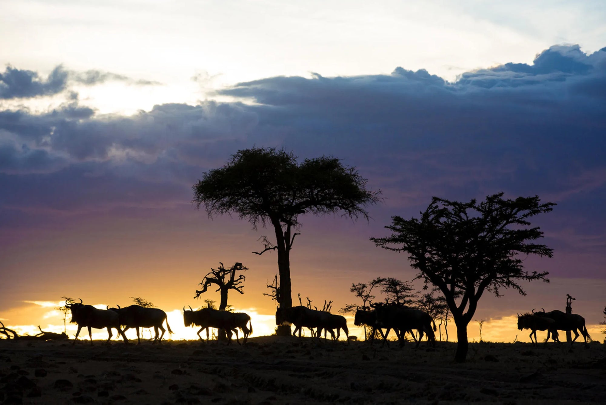 Olakira - Wildebeest sunset at Olakira Migration Camp - North (Jun - Oct), Northern Serengeti, Tanzania.