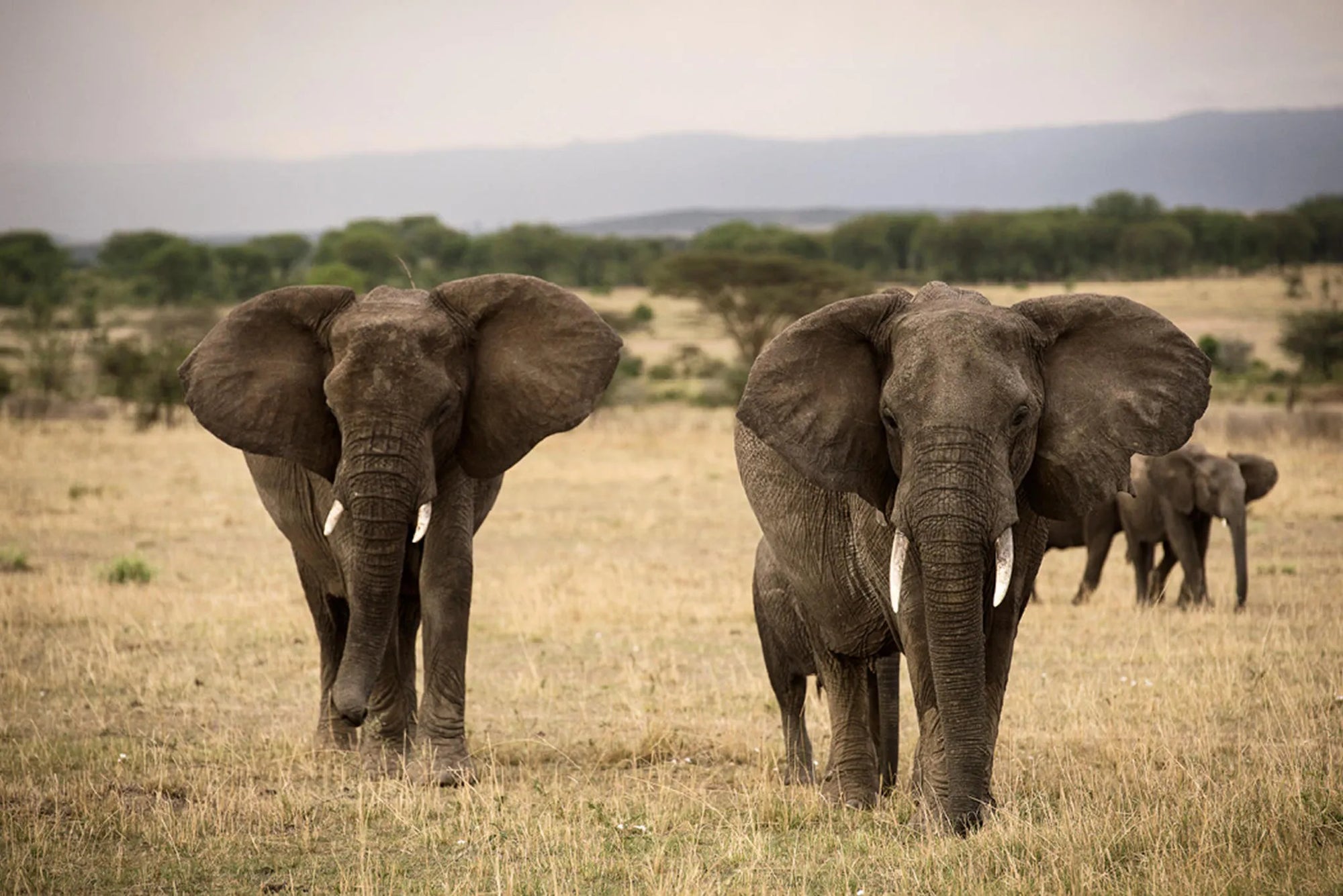 Olakira Camp - Elephants at Olakira Migration Camp - North (Jun - Oct), Northern Serengeti, Tanzania.