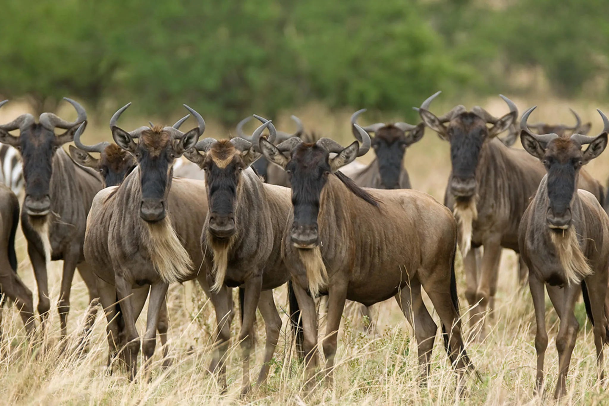 Olakira Camp - Wildebeest at Olakira Migration Camp - North (Jun - Oct), Northern Serengeti, Tanzania.