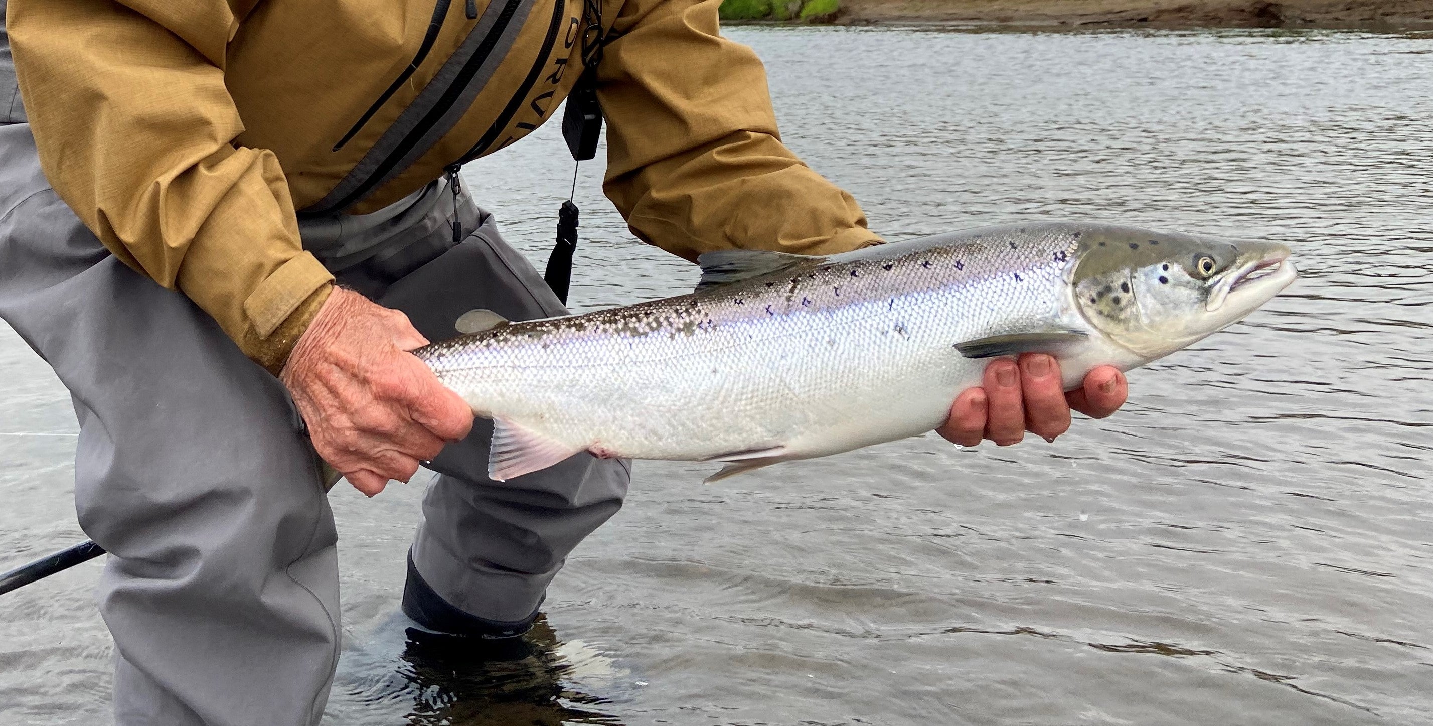 Salmon