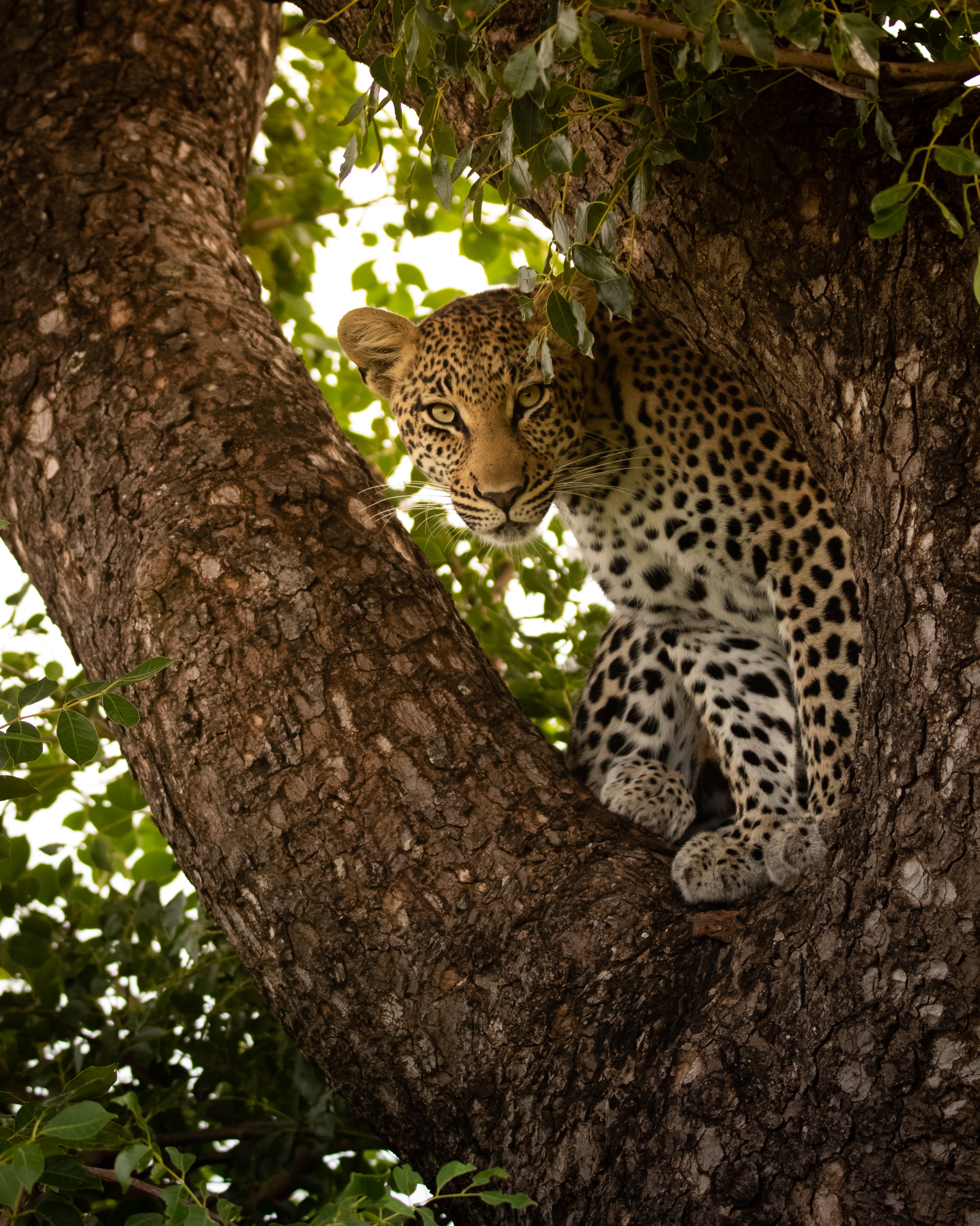 Leopardess