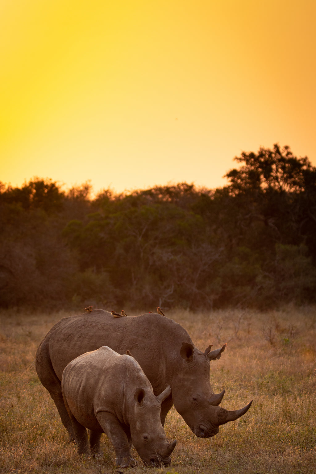 Zulu land sunset
