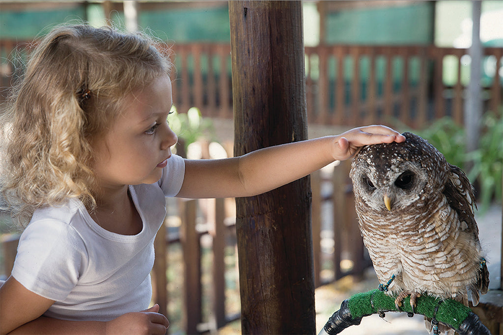 Spier Wine Farm -  Eagle Encounters