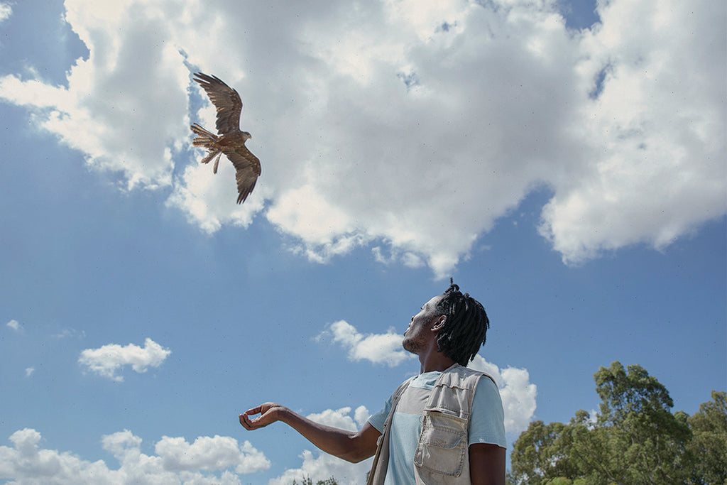 Spier Wine Farm -  Eagle Encounters
