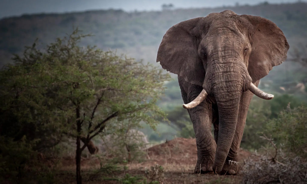 Game Drive
