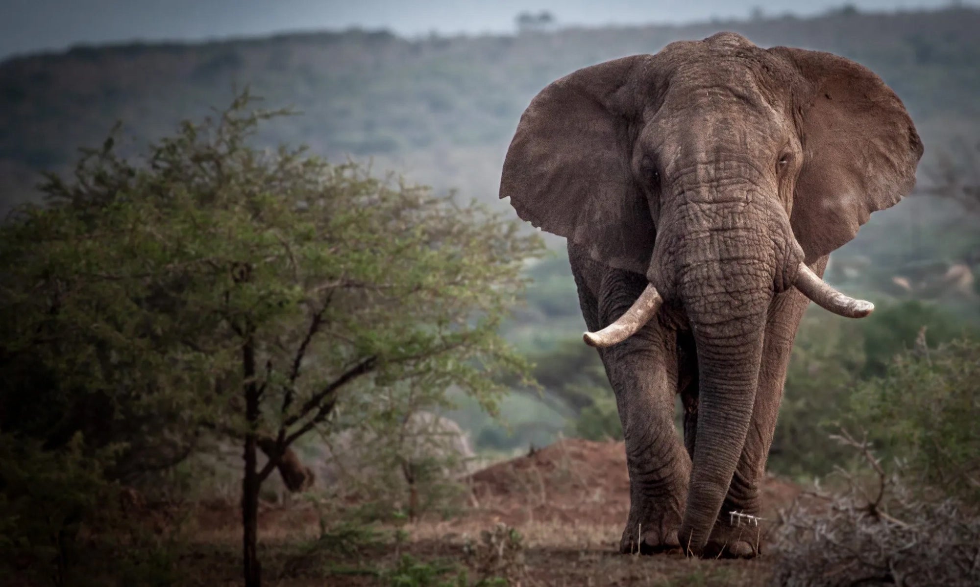 Game Drive