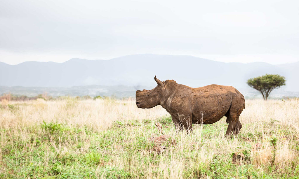Game Drive