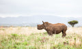 Game Drive