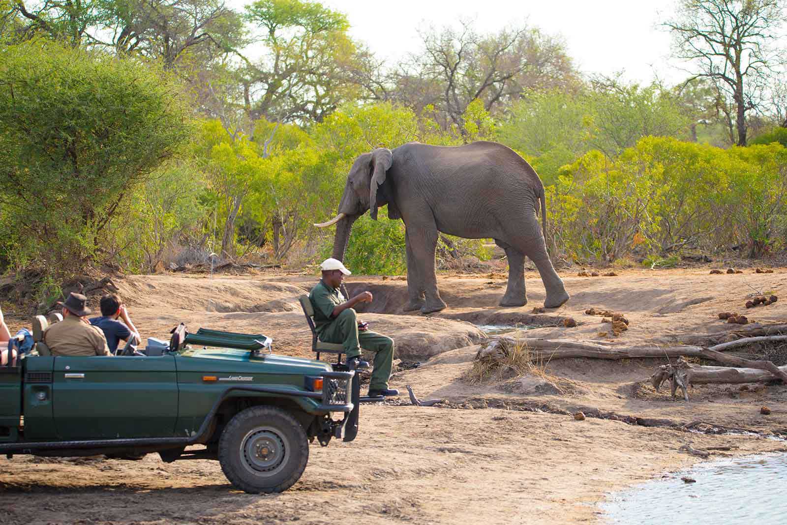 Close encounter with elephants out on safari