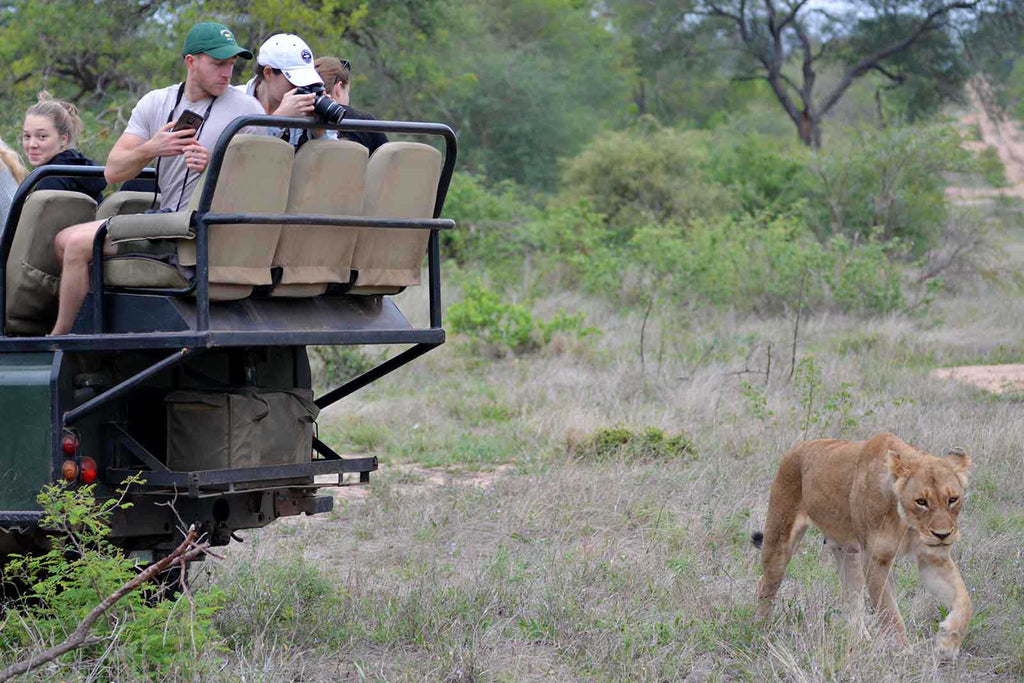 Great wildlife sightings on game drive