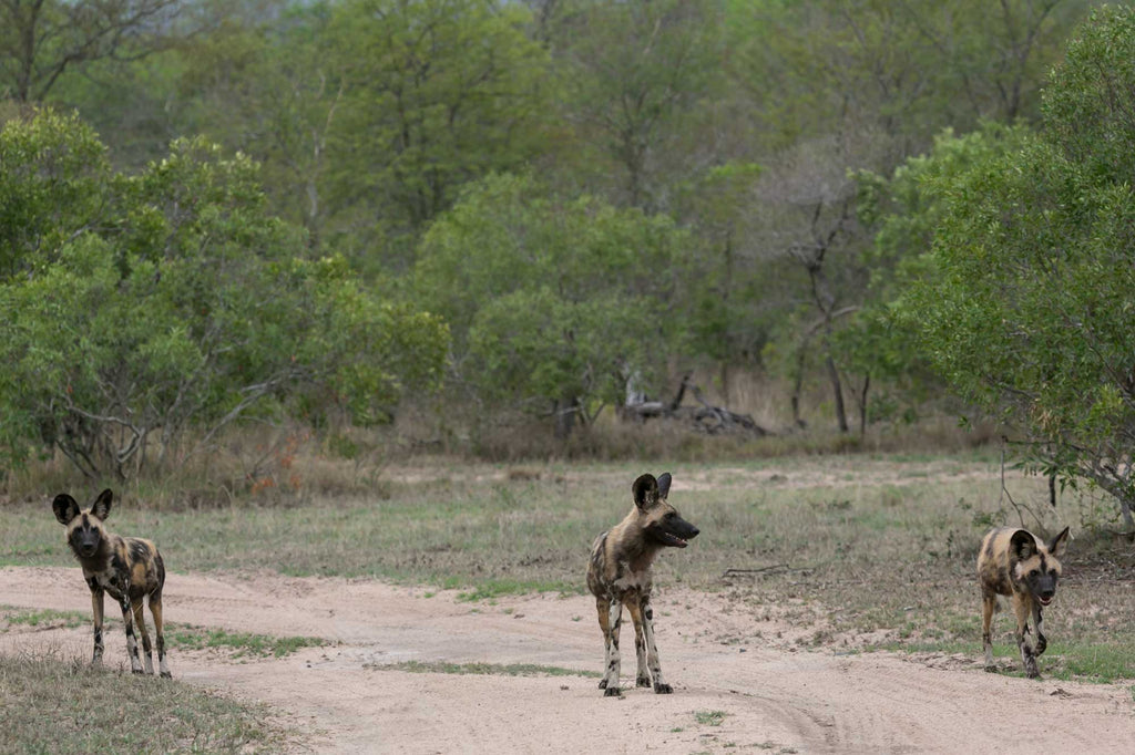 Wild dogs spotted on game drive