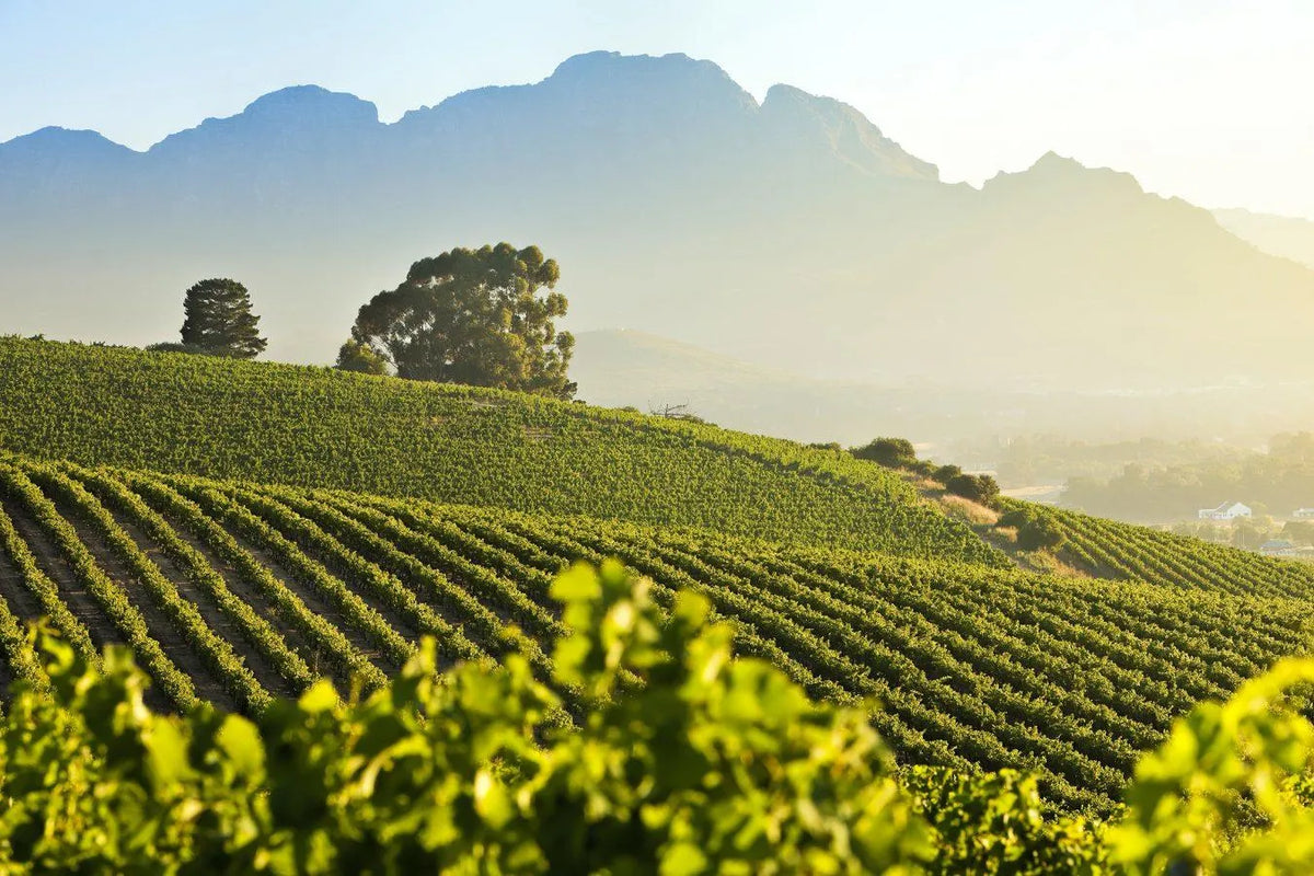Wines of the Cape & Delaire Graff Wine Lounge