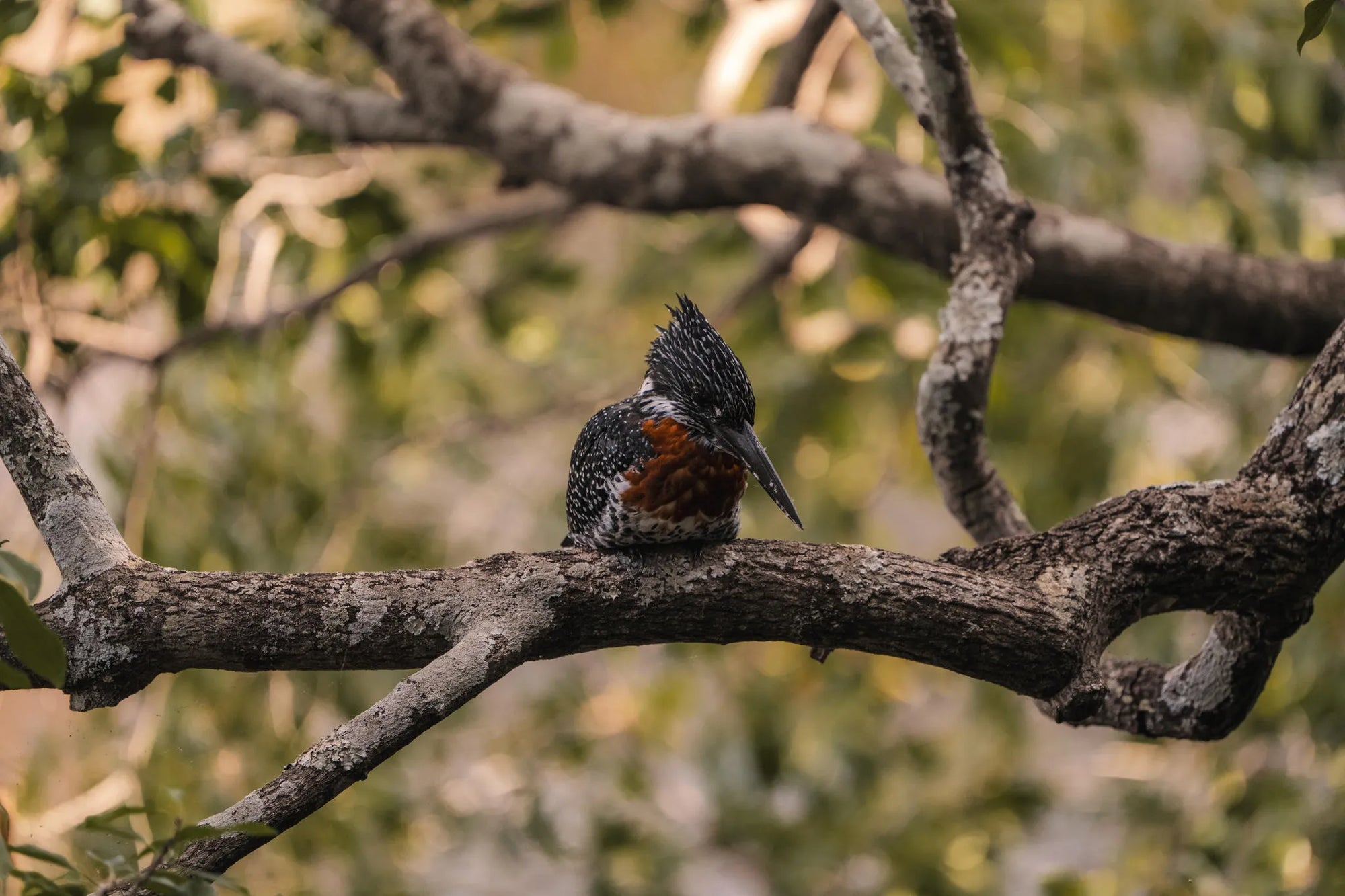 Ichingo Chobe River Lodge by Mantis, Impalila Island, Namibia gallery image 28.
