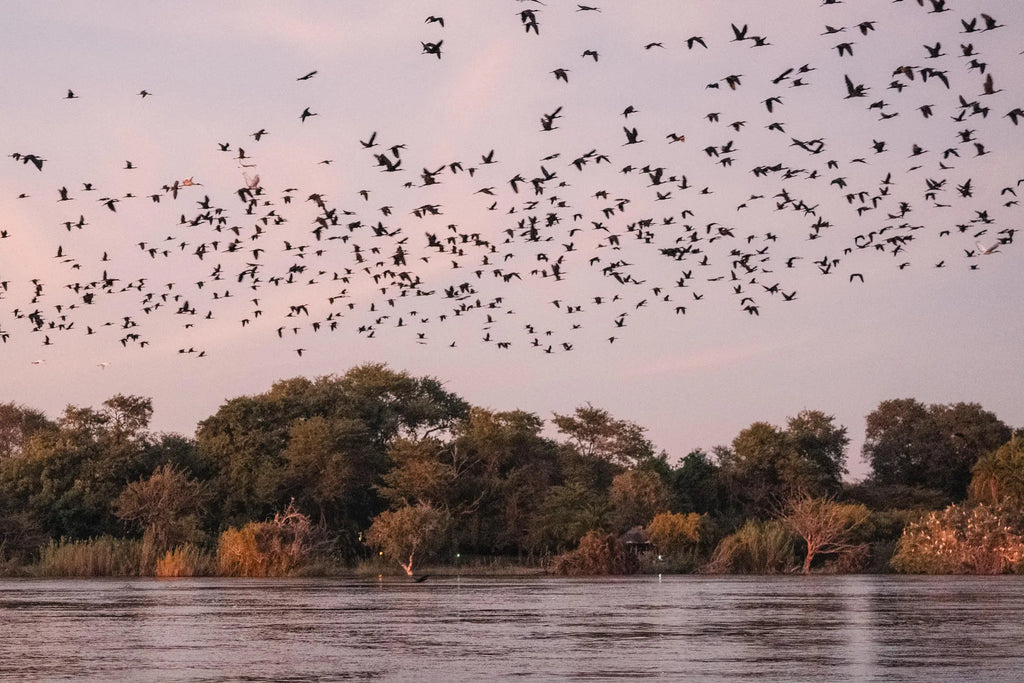 Ichingo Chobe River Lodge by Mantis, Impalila Island, Namibia gallery image 29.
