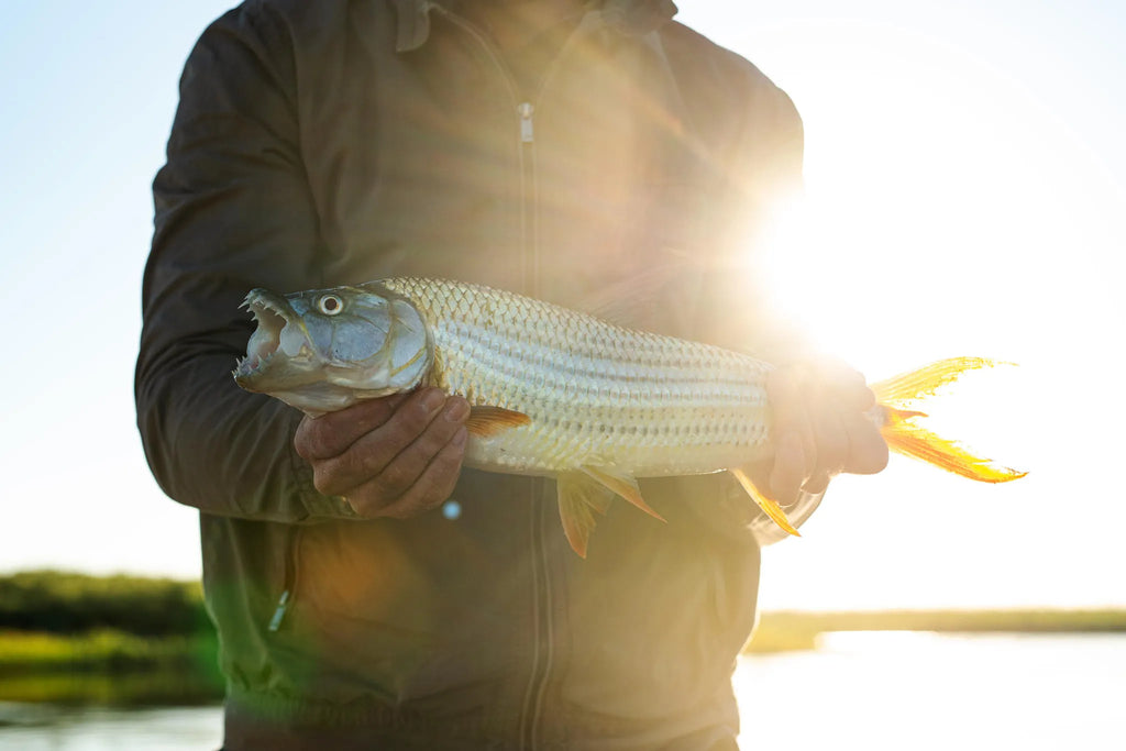 Tiger Fishing Sunset Catch at Ichingo Chobe River Lodge by Mantis, Impalila Island, Namibia.