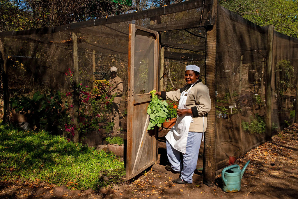 Vegetable patch at Ichingo Chobe River Lodge by Mantis, Impalila Island, Namibia.