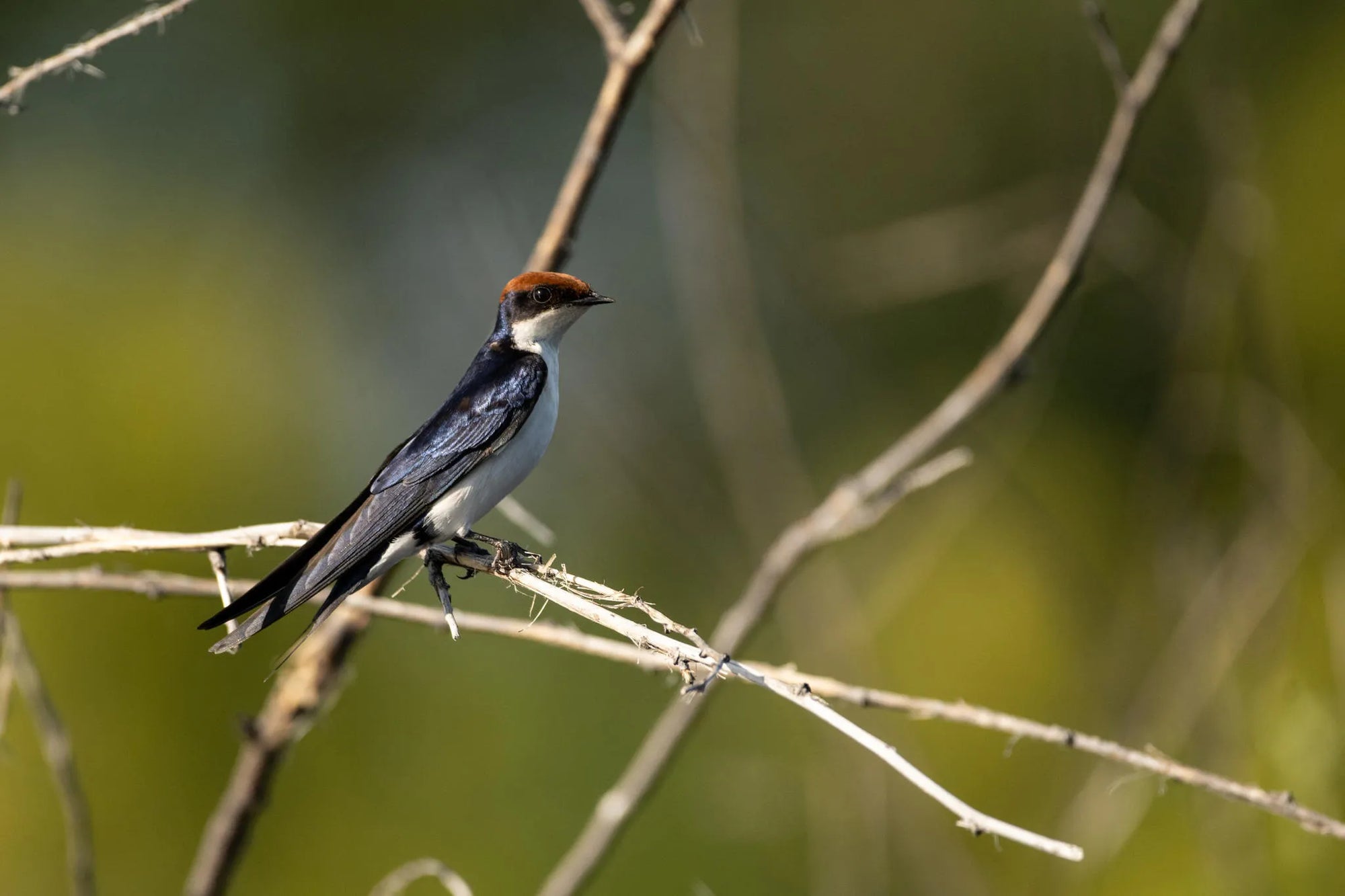 Ichingo Chobe River Lodge birding at Ichingo Chobe River Lodge by Mantis, Impalila Island, Namibia.