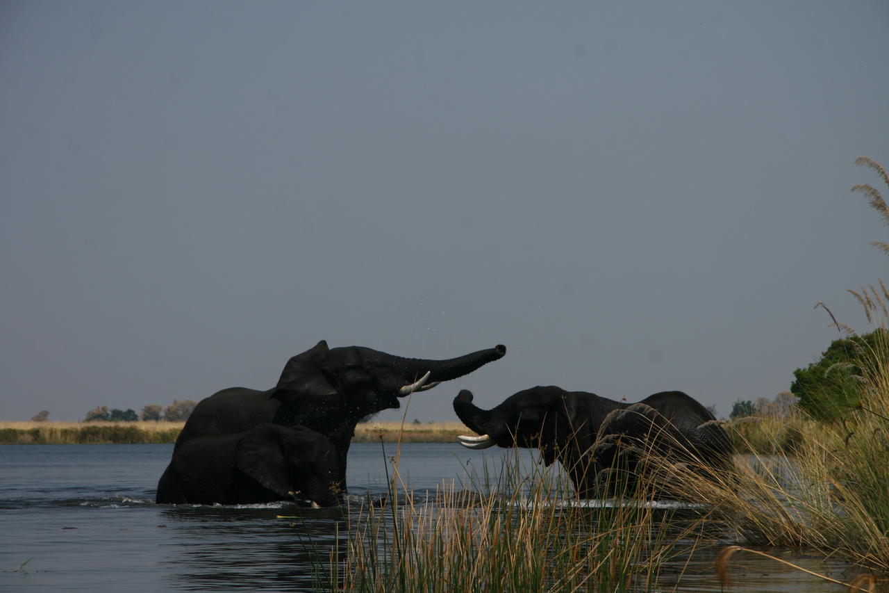 Pride of Africa Safaris Savuti