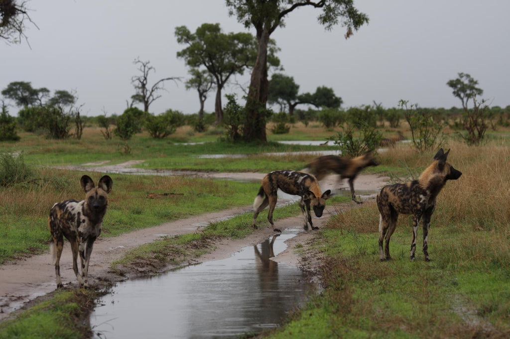 Pride of Africa Safaris Xakanaxa