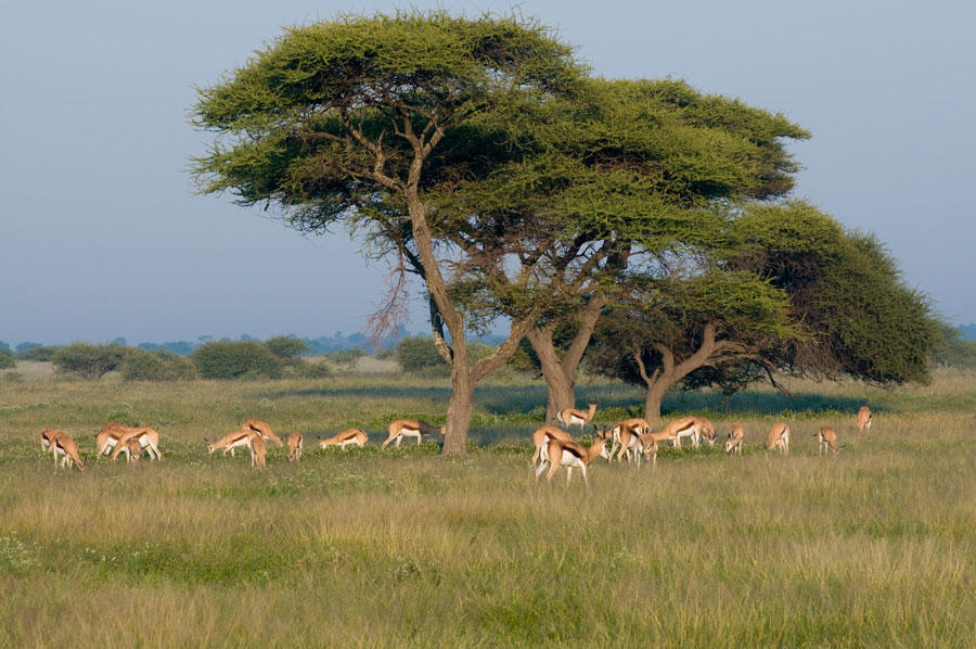 Pride of Africa Safaris Magkadigkadi