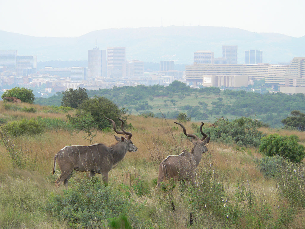 Groenkloof Nature Reserve overlooks Pretoria