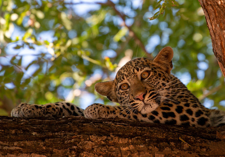 Msandile River Lodge