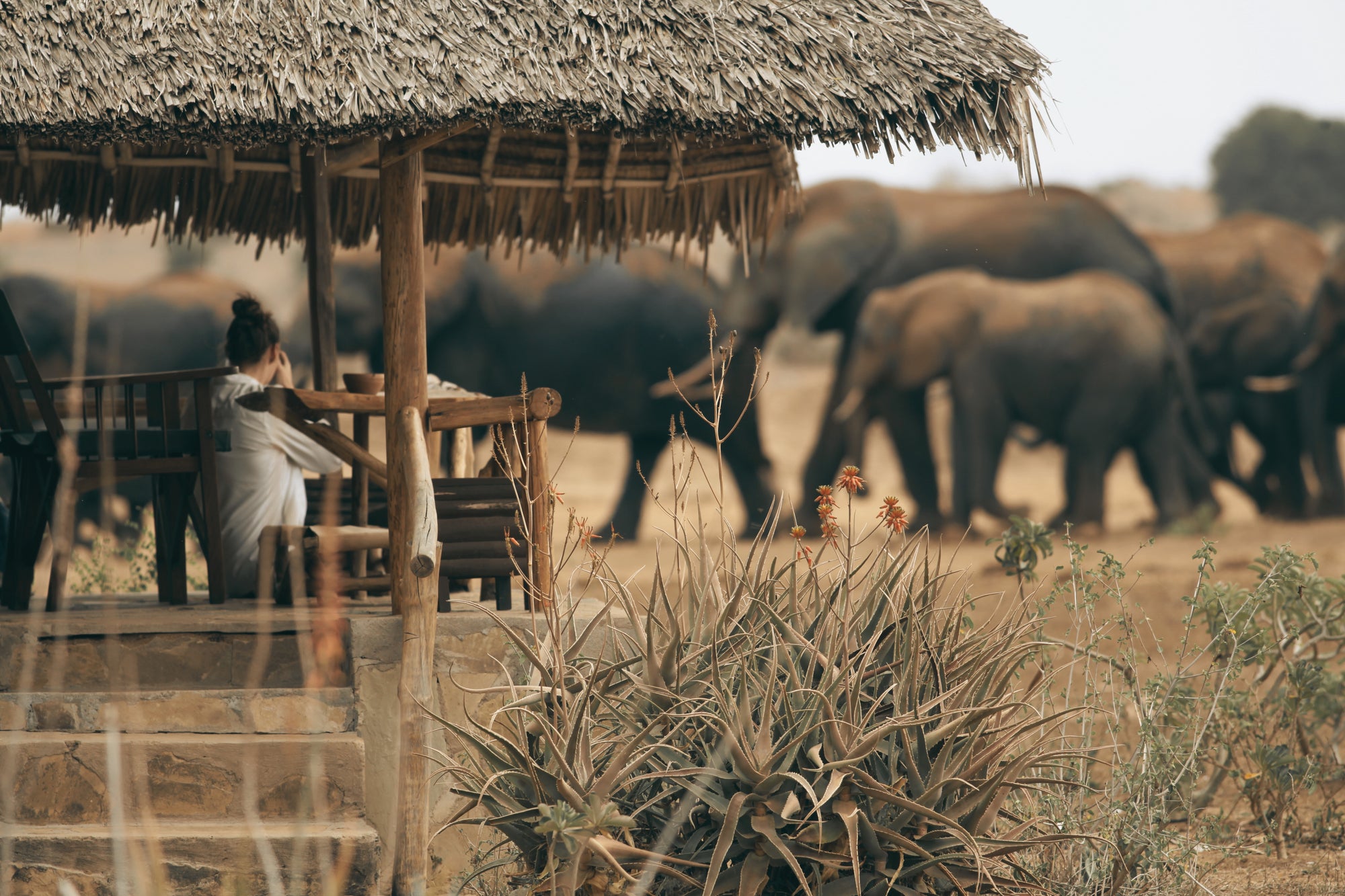 Elephant Watching
