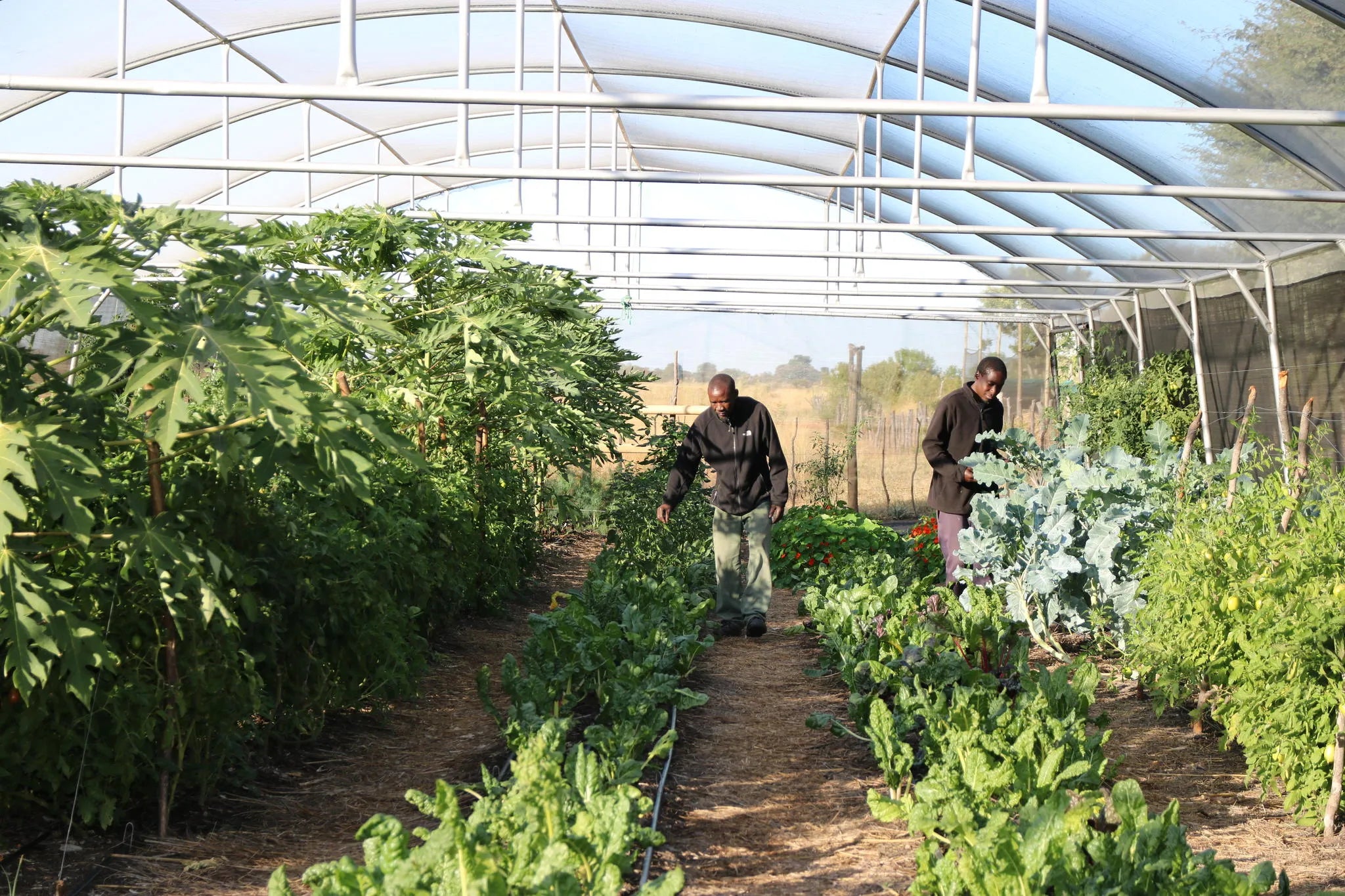 Permaculture Gardens at The Sijwa Project at The Sijwa Project, Caprivi East, Namibia.