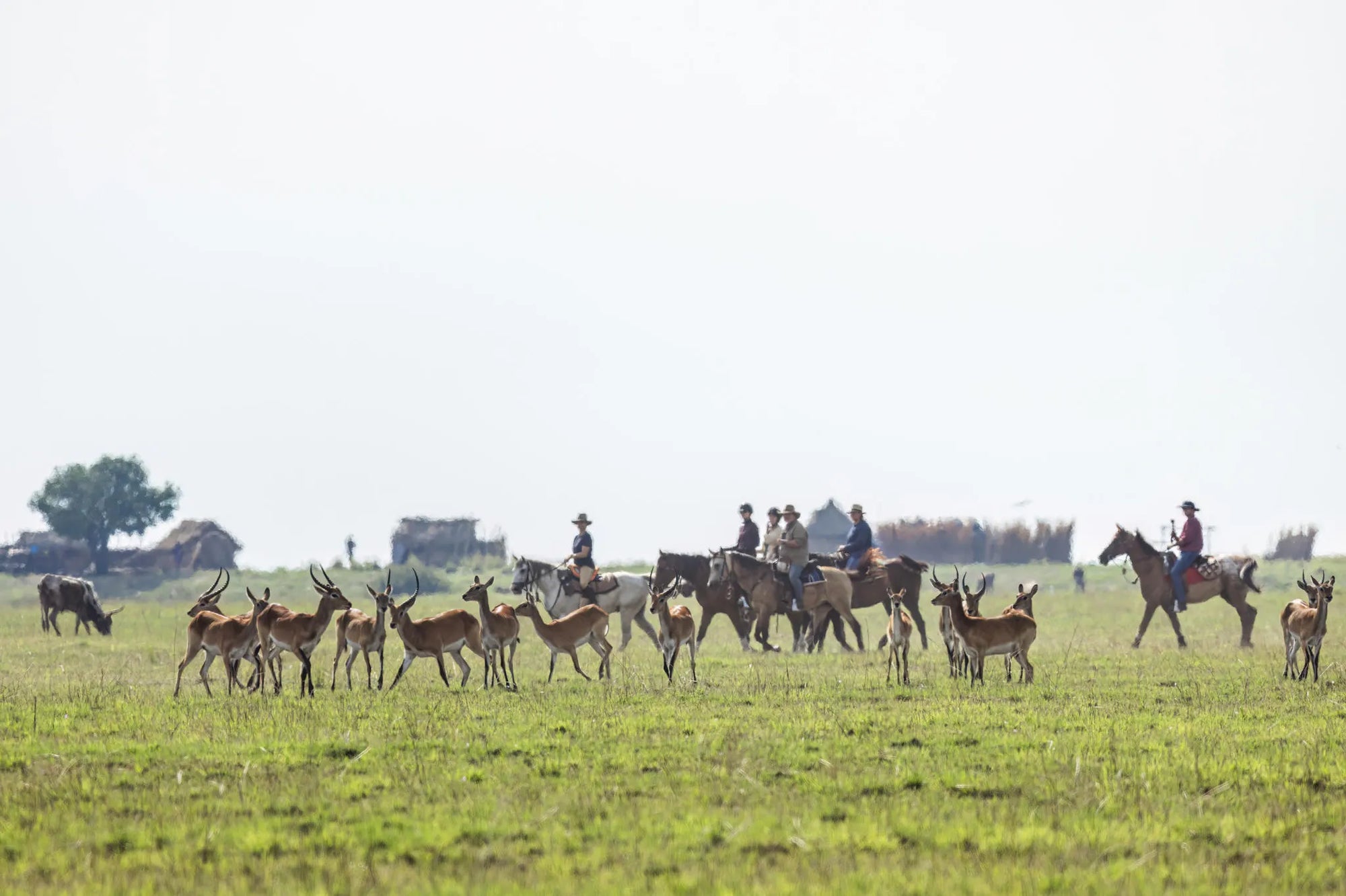 Rides and Wildlife at Zambian Horseback Safaris, Upper Zambezi, Zambia.