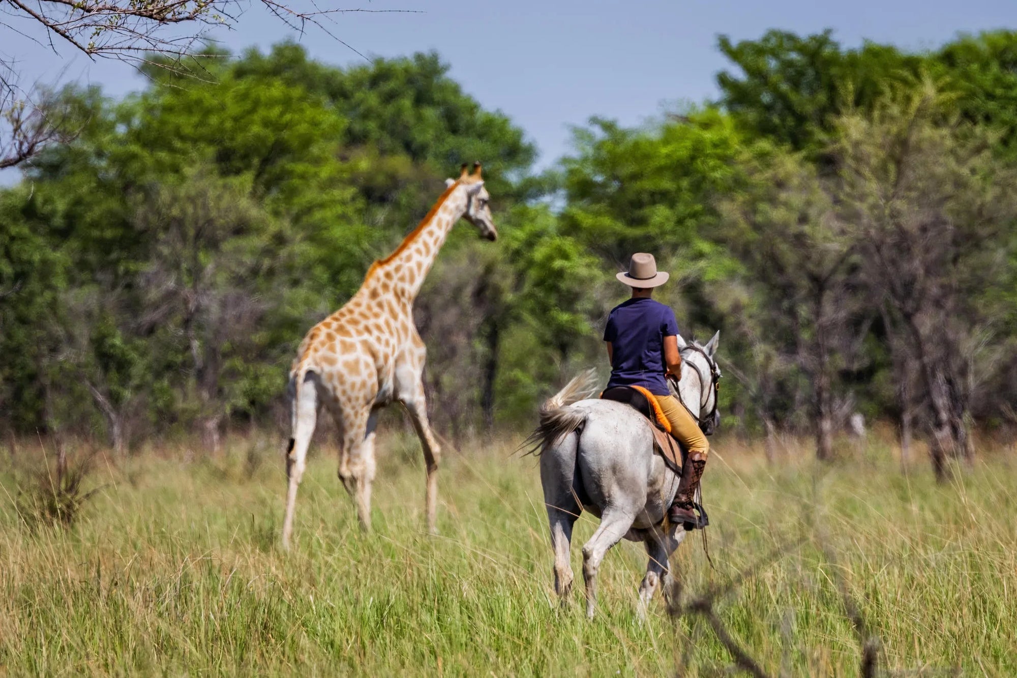 Mariaan and Giraffe at Zambian Horseback Safaris, Upper Zambezi, Zambia.