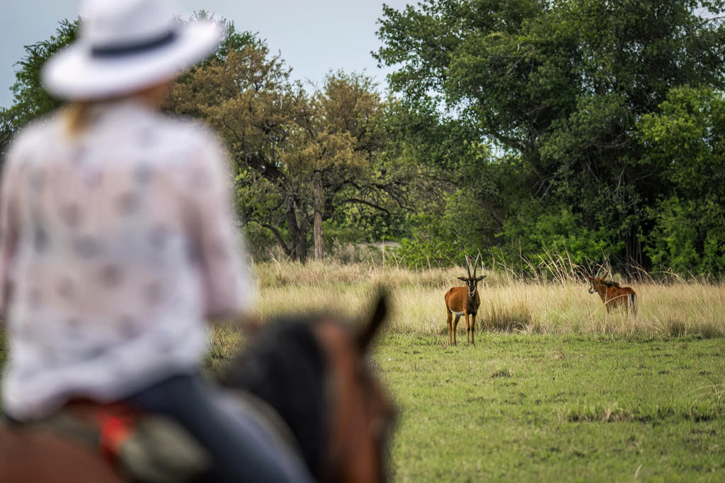 Rides and Wildlife at Zambian Horseback Safaris, Upper Zambezi, Zambia.