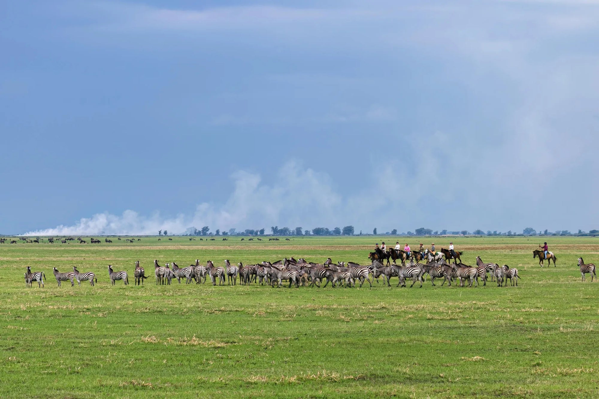 Zebra at Zambian Horseback Safaris, Upper Zambezi, Zambia.