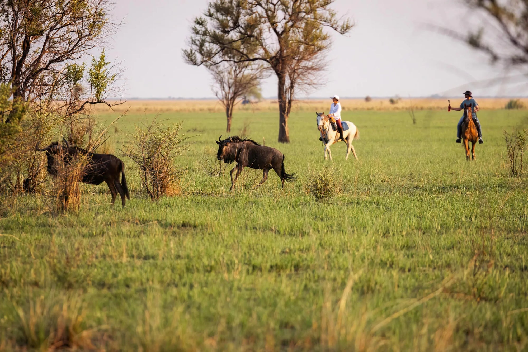 Rides and Wildlife at Zambian Horseback Safaris, Upper Zambezi, Zambia.