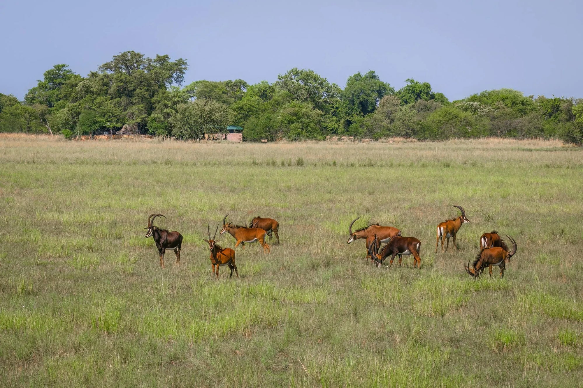 Rides and Wildlife at Zambian Horseback Safaris, Upper Zambezi, Zambia.
