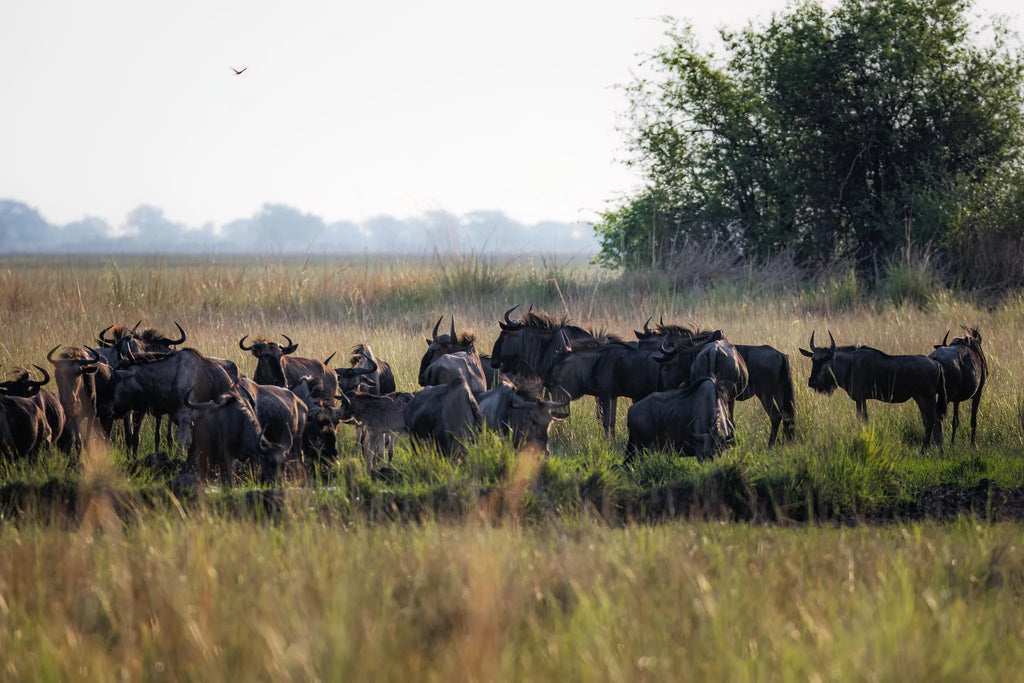 Eco Camp at Zambian Horseback Safaris, Upper Zambezi, Zambia.