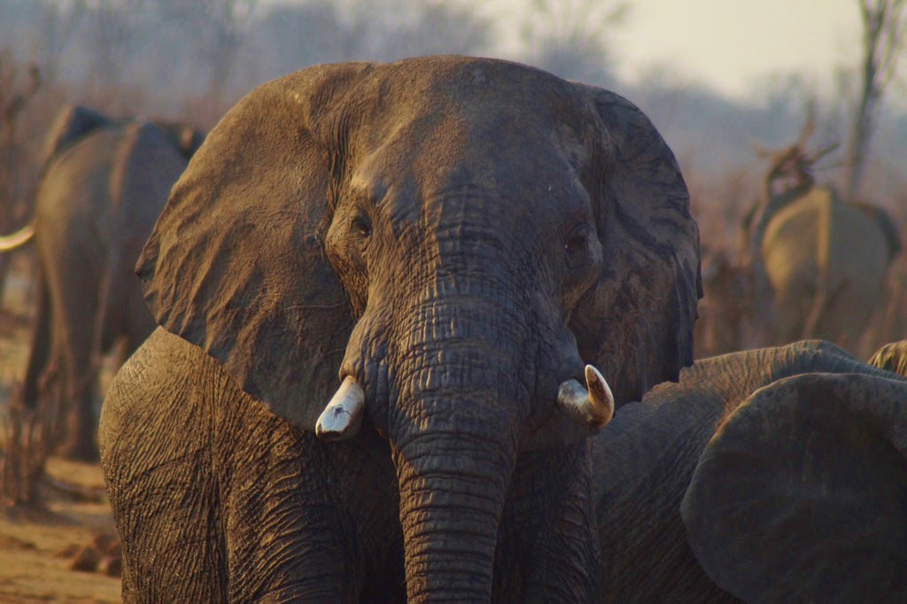 Hwange Experience