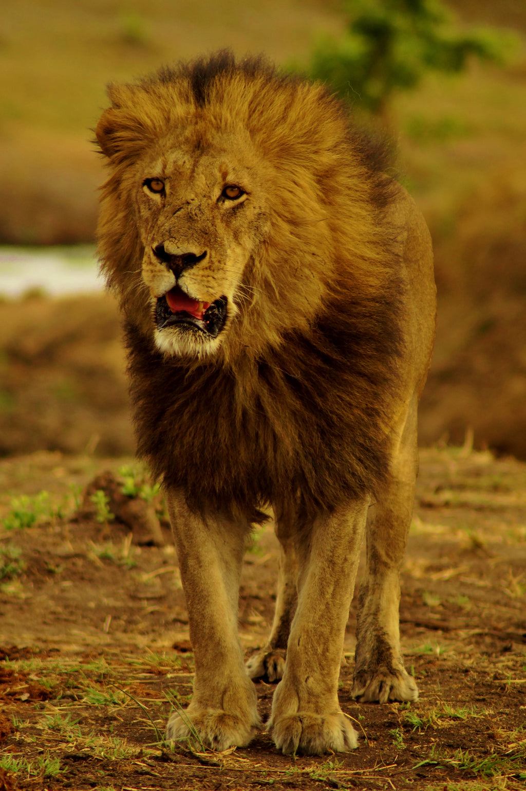 Hwange Experience