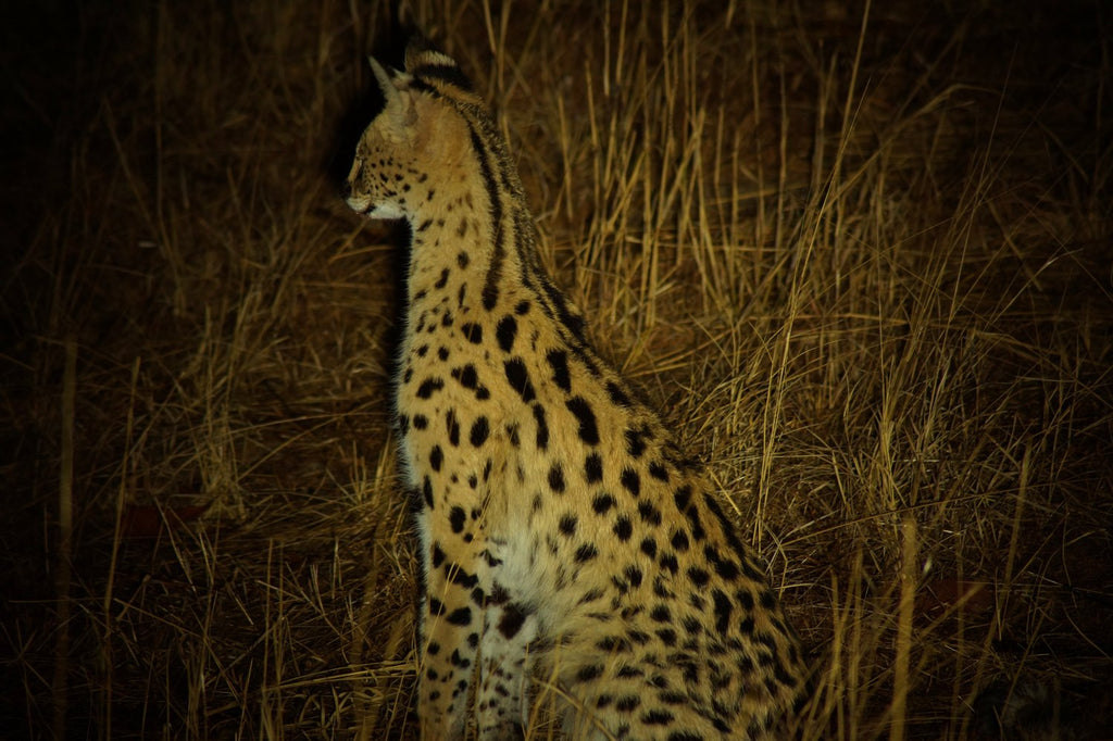 Umdingi Safaris Half Day Game Drive - Peg Access Road